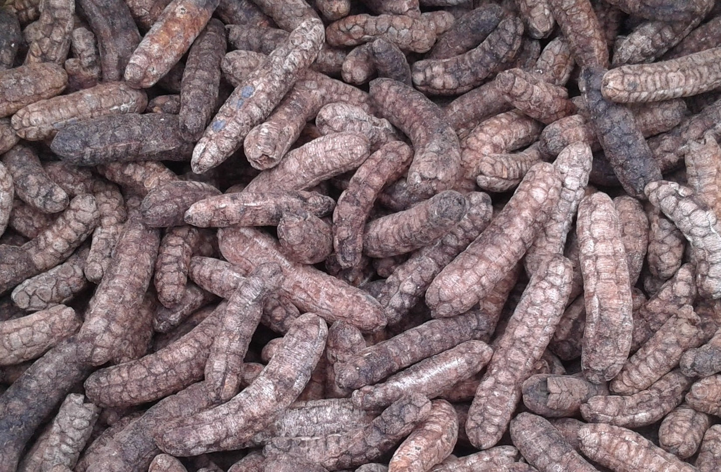 1 kylogram Chuối Hột Rừng Sấy Khô - Đặc Sản Tây Nguyên
